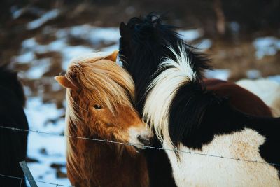 horses cuddling