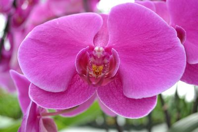 fuchsia pink flower