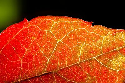 orange autumn leaf