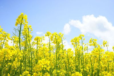 rapeseed flower