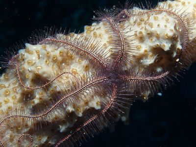 starfish in water