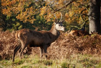 deers in autumn