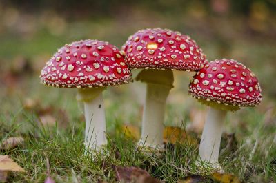 red mushrooms with white stalks