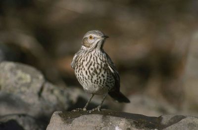 cute bird