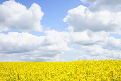 field of yellow