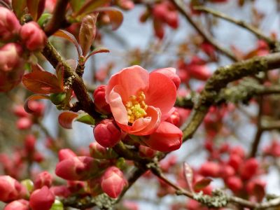 blooming tree with reddish pink flowers