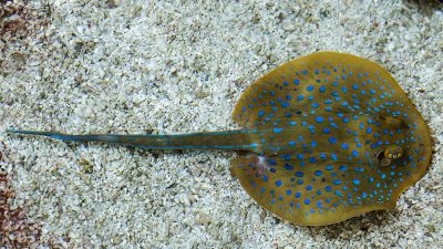 sting ray swimming in water