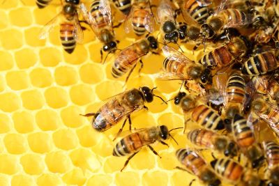 bees on a honey comb