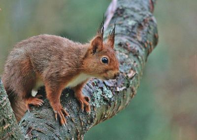 squirrel on a branch