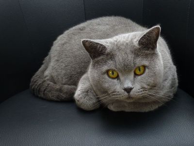 grey cat with yellow eyes