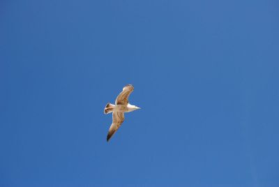 bird flying against blue sky