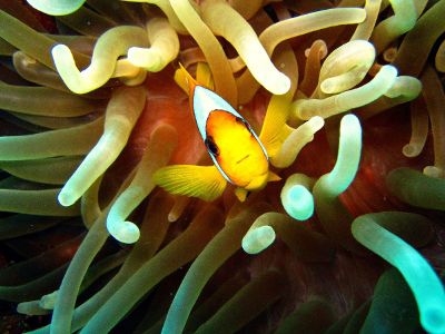 clown fish