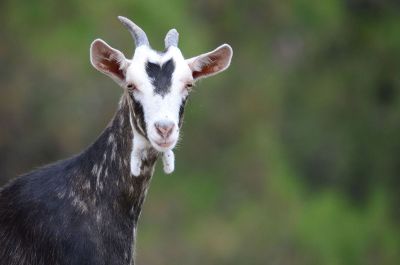 pretty goat in field