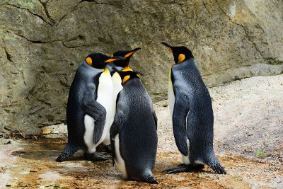 penguins gathering