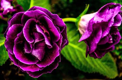 two purple flowers