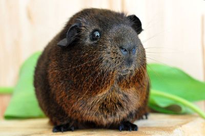 guinea pig close up