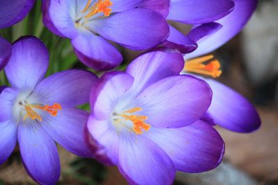 close up view of purple flowers