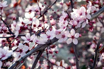 pink cherry blossoms in bloom