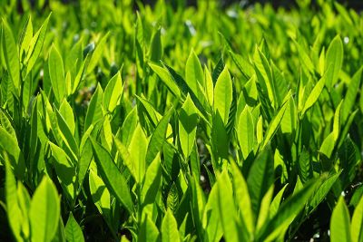 field of leaves