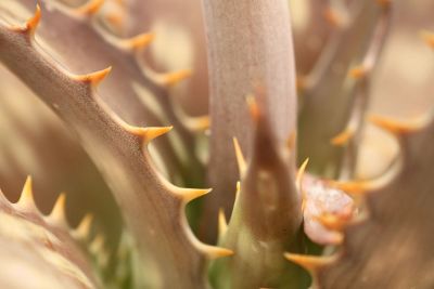 spiked succulent