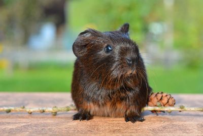 guinea pig in nature