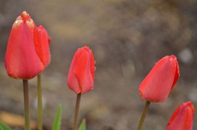 tulips in field