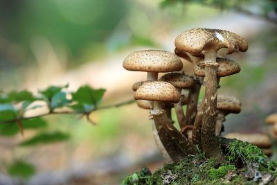 mushrooms in ground