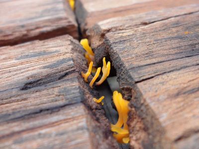 orange substance coming out of wood