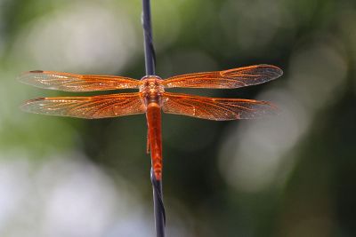 dragon fly on a stick