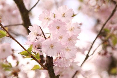 blooming tree