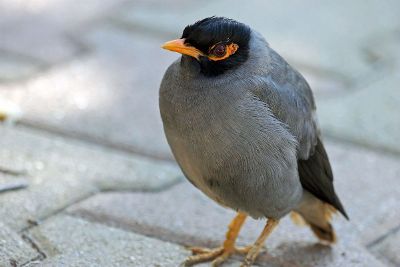 black and grey bird