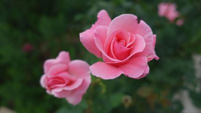 two pink roses