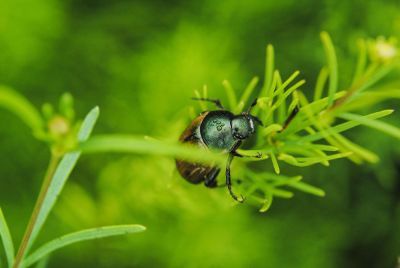 beetle climbing a plant