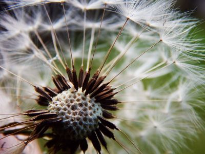macro image of dandelion seeds