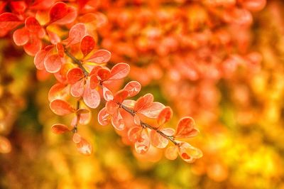 orange leaf petals