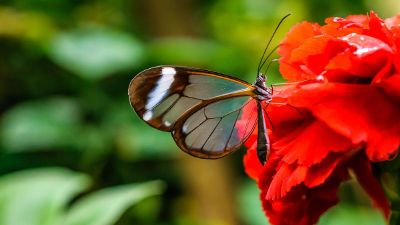 butterfly on red flower