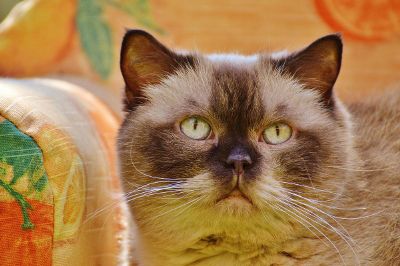 chubby cat with pale eyes