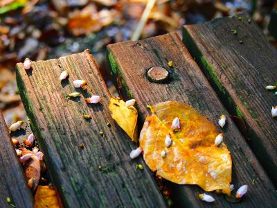 fall deck