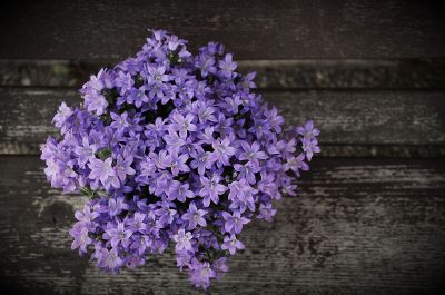 purple flowers on wooden background