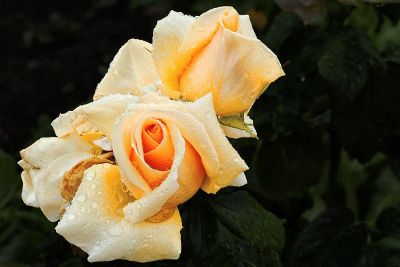 dewy yellow flowers