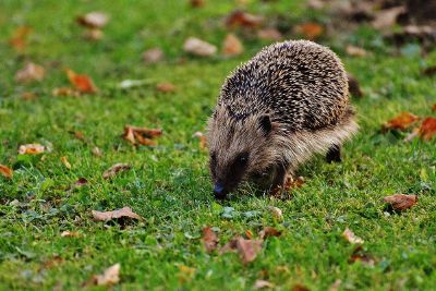 porcupine in grass