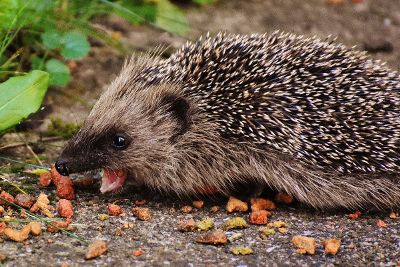 animal screaming at food