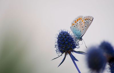 moth on flower