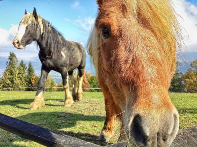 close up of horse