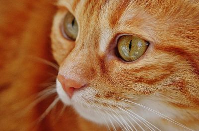 orange cat with green eyes