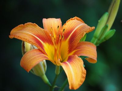 pretty orange flower