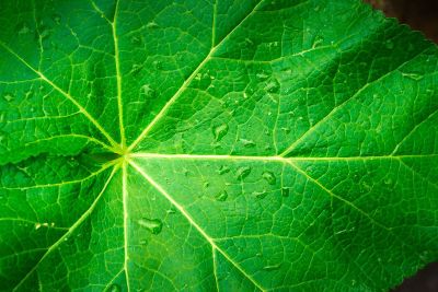 large leaf