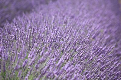 lavender field smelling good