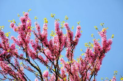 branches with pink foliage