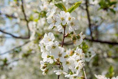 white flower tree